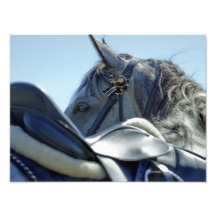 Gris en el azul - impresión de la foto del caballo