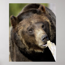 Grisáceo de Yellowstone Poster