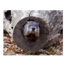 Groundhog Postales