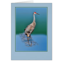 Grúa de Sandhill del bebé que hecha una ojeada el  Tarjetas