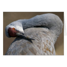 Grúa de Sandhill en Bosque del Apache Tarjeta