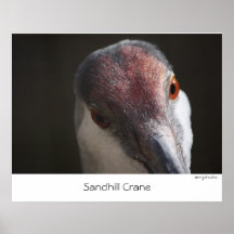 Grúa de Sandhill    . Posters