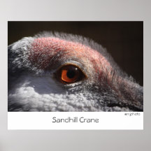 Grúa de Sandhill Posters