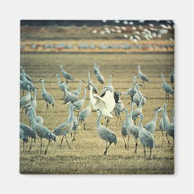 Grúa que chilla con las grúas de Sandhill Iman De Frigorífico