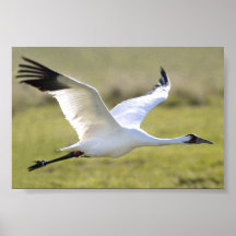 Grúa que chilla (Grus americana) Poster