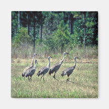 Grúas de Mississippi Sandhill Imán