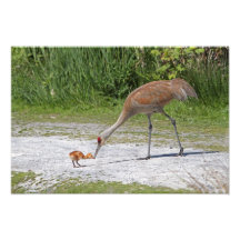 Grúas de Sandhill del pájaro de la madre y del páj Impresion Fotografica