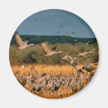 Grúas de Sandhill Imán De Frigorífico