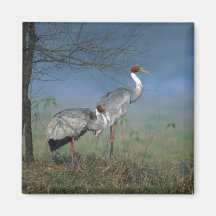 Grúas de Sarus, en niebla Imanes