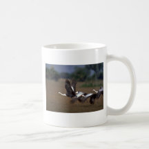 Grúas de Wattled, sacando Tazas