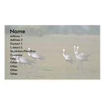 Grúas de Wattled Tarjetas De Visita
