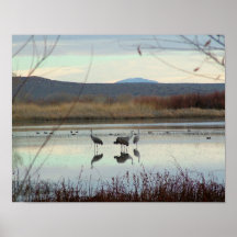 Grúas en Bosque del Apache Poster
