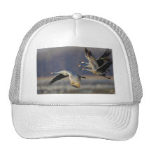 grúas gorra
