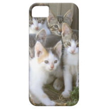 Grupo de caso del iPhone de los gatitos iPhone 5 Carcasas
