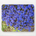 Grupo de flores azules vivaces tapete de raton