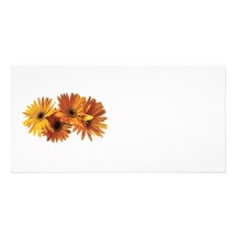 Grupo de margaritas amarillas del Gerbera Tarjetas Fotograficas