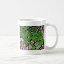 Grupo de plantas del pauciflora de Croomia (Croomi Tazas