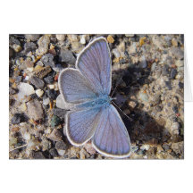 Grusskarte blauer Schmetterling auf Kies, blanko