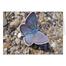 Grusskarte blauer Schmetterling: Bläuling,blanko
