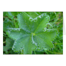 Grusskarte Wassertropfen auf Blatt