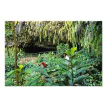 Gruta del helecho, Kauai Arte Fotográfico