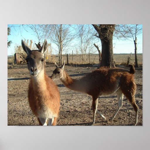 guanacos posters