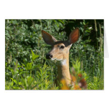 Guardia de la situación de la gama del Whitetail Tarjeta