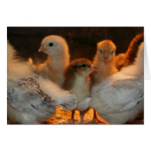 Guardias del pollo tarjetón