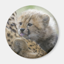 Guepardo Cub con la mamá Iman Para Frigorífico