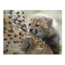 Guepardo Cub con la mamá Tarjeta Postal