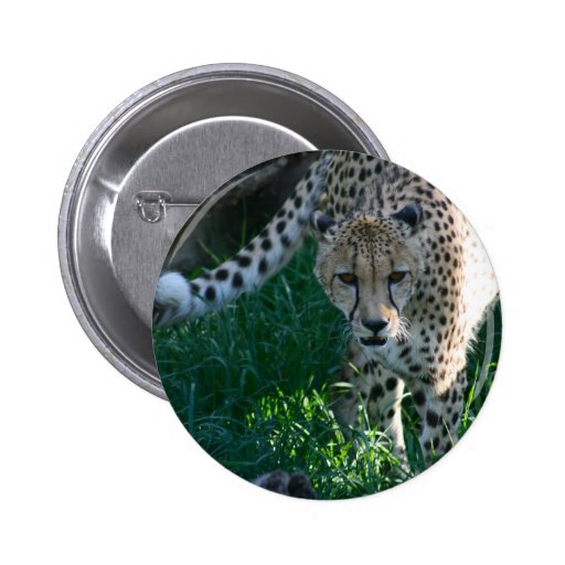 Guepardo en la caza pin