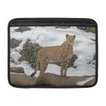 Guepardo en nieve fundas MacBook