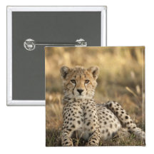 Guepardo, jubatus del Acinonyx, cachorro que pone  Pin