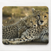 Guepardo, jubatus del Acinonyx, con el cachorro en Tapetes De Raton