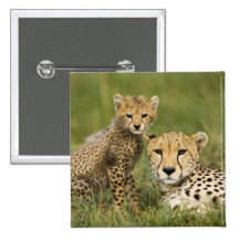 Guepardo, jubatus del Acinonyx, con el cachorro en Pin