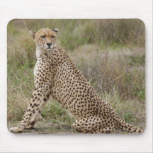 guepardo masculino, jubatus del Acinonyx, Serenget Alfombrilla De Raton