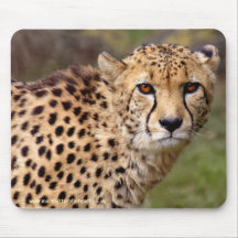 Guepardo Mousemat Tapete De Ratones