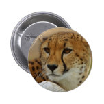 Guepardo Pin