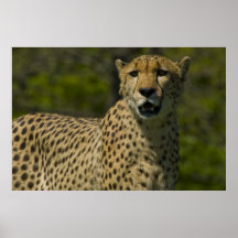 Guepardo Poster