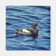 Guillemot de paloma iman para frigorífico