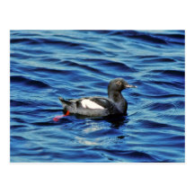 Guillemot de paloma postal