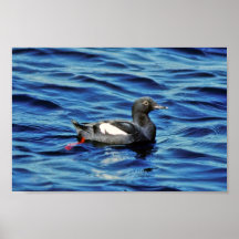 Guillemot de paloma posters