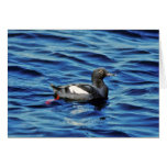 Guillemot de paloma tarjeta