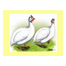 Guinea:  Blanco Tarjeta Postal