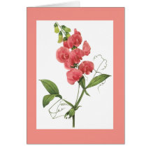 Guisante de olor Notecard de Redoute Tarjetas