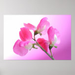 Guisante de olor rosado - fragancia de la primaver