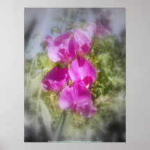 guisantes de olor 2 posters