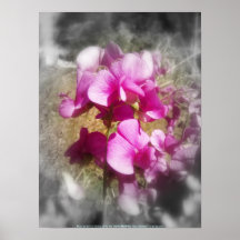 guisantes de olor posters