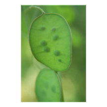 Guisantes en una vaina cojinete