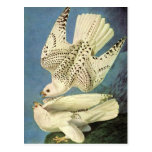 Gyrfalcon, John James Audubon Tarjeta Postal